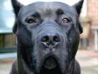 Presa Canario eats fairy-o's for Cheerios!