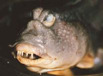 Fat, plump, ugly. I mean the fish, not Mark! Or do I?