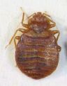 Fat, plump, engorged. I mean the bug, not Mark. Or do I?