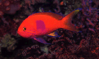 Glub, glub!