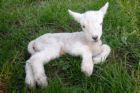 Ahhh, cool green comfy grass!